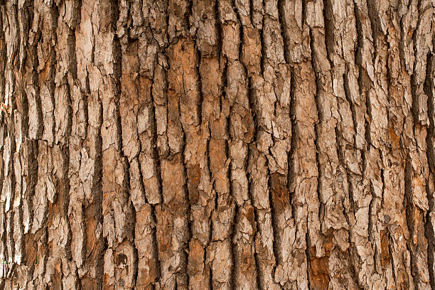 Wooden Bark