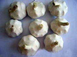 Common fresh garlic, for Cooking, Fast Food, Snacks, Style : Solid