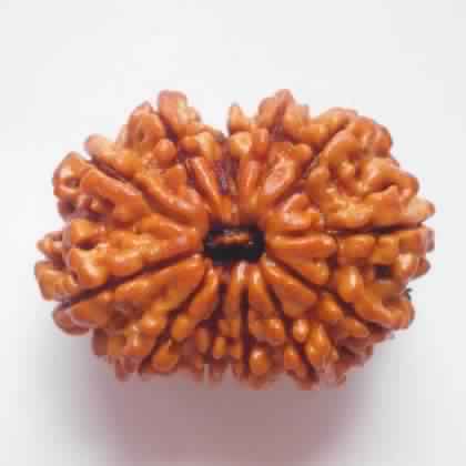 12 Face Rudraksha Beads, Color : Brown