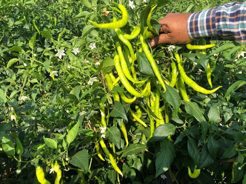 H2 Natural Green Chilli Seeds, Shelf Life : 1year