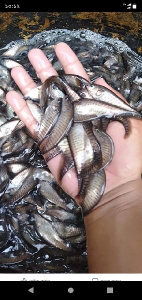 Whole Chital Fish Seed, for Cattle, Packaging Type : Pp Bag, Vacuum Pack