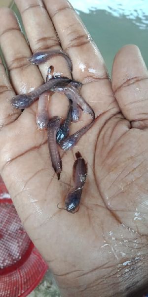 Desi Mangur Fish Seed, Variety : Eel, Globefish, Mackerel, Sea Bass, Avi Ramesh