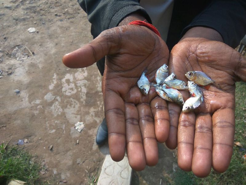 Whole Roopchand Fish Seed, for Cattle, Feature : High In Protein, Longer Shelf Life