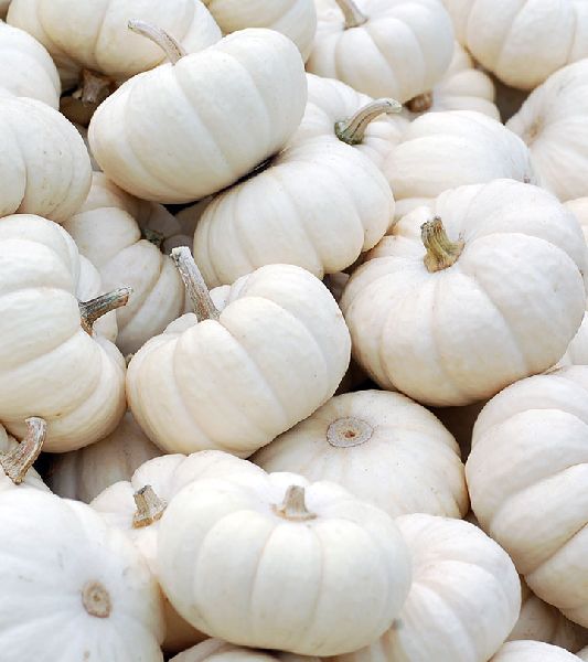 Organic Fresh White Pumpkin, for Human Consumption, Cooking, Packaging Type : Gunny Bag