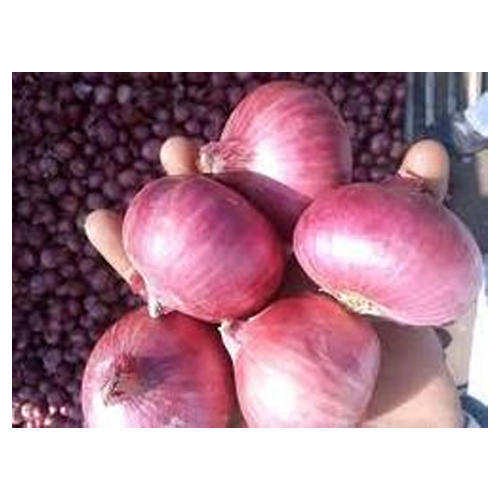 Common fresh onion, for Cooking, Enhance The Flavour, Human Consumption, Packaging Type : Gunny Bag