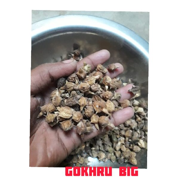 Gokhru Big, for In Cultivation Farming Work, Taste : Natural