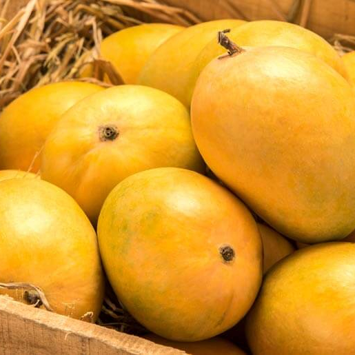 Organic alphonso mango, Shelf Life : 5-10Days
