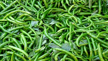 Fresh Green Chili