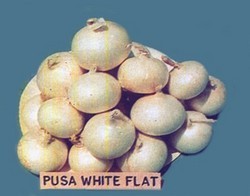 Pusa White Round Onion