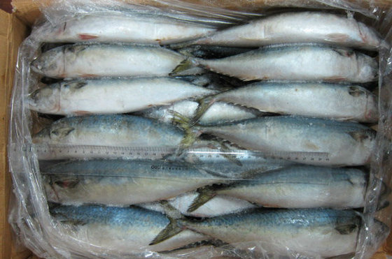 Live Fresh And frozen Mackerel / Siakap