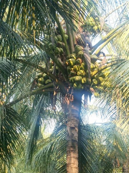 Natural Tender Coconut, Color : Green