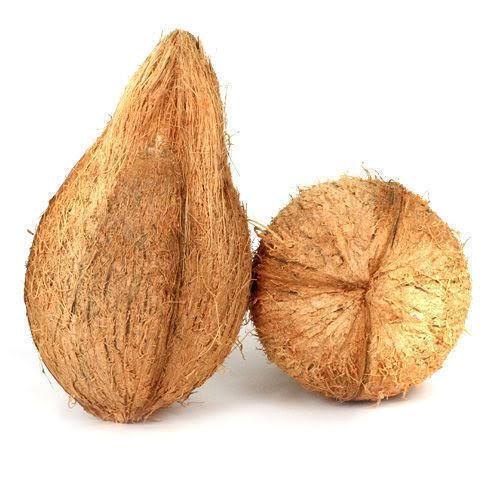 Organic Semi Husked Coconut, Color : Brown