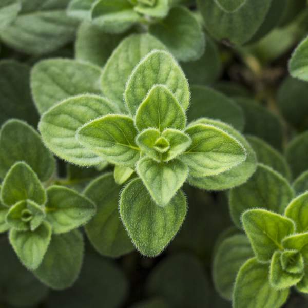 Fresh Oregano Leaves