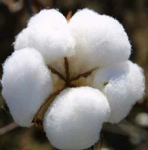 Raw cotton, for Textile Industry, Feature : Premium Quality, Shrink Resistance
