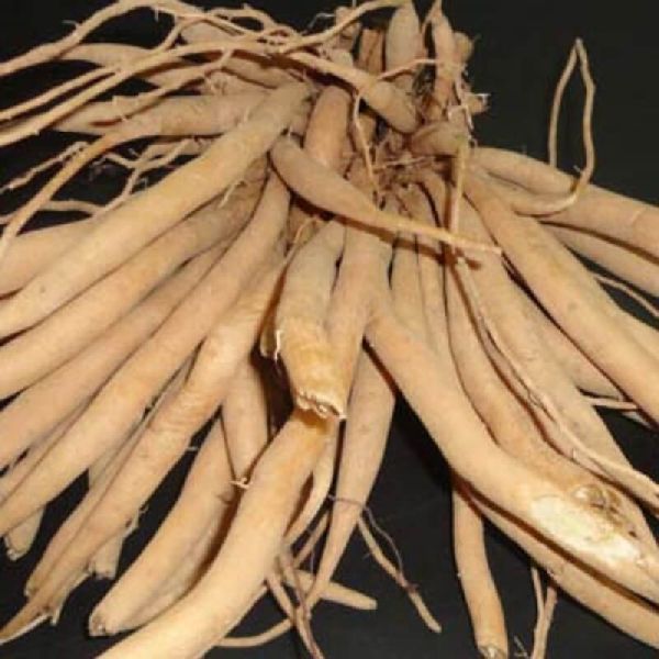 Organic Shatavari Root, for Ayurvedic Medicine, Packaging Size : 250 Kg, 500 Kg