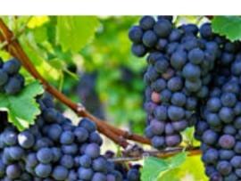 Organic Fresh Grapes Nashik, Variety : Sharad Seedless