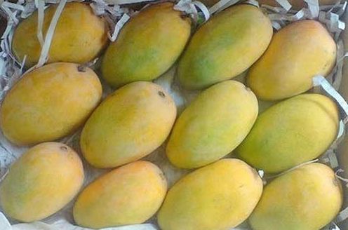 Hand pick fresh mango, Packaging Type : 3 KG PER COTTON