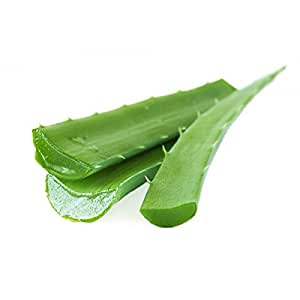 Organic Aloe Vera Leaves, for Body Lotion, Cream, Making Shampoo, Juice, Feature : Insect Free