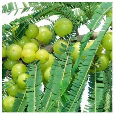 Amala Powder