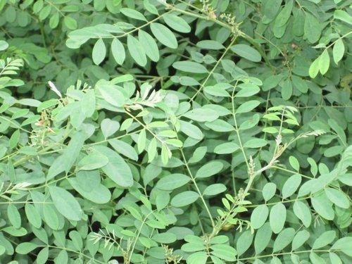 Natural Indigo Leaves, for Medicinal, Parlour, Personal, Feature : Good Quality