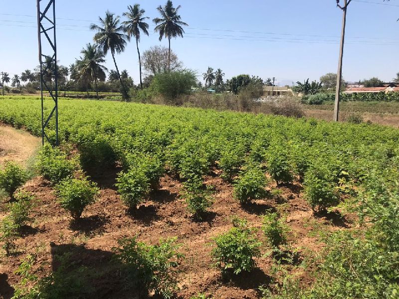 Natural curry leaves