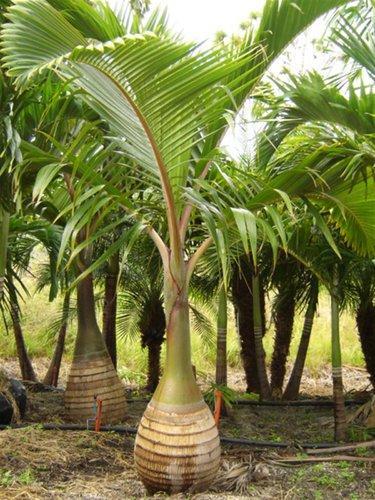 Bottle Palm Plant, Feature : Longer Shelf Life