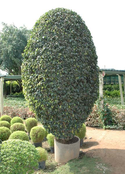 Organic Ficus Plant