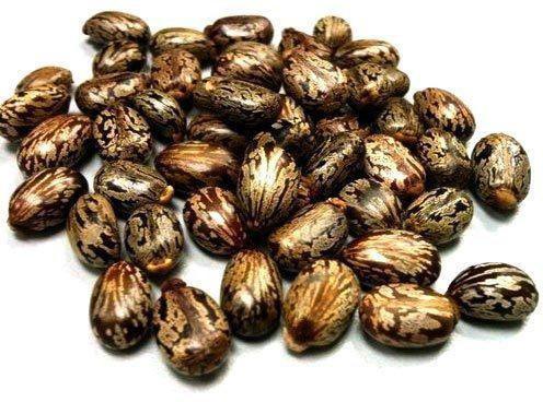 Organic castor seeds, Style : Dried