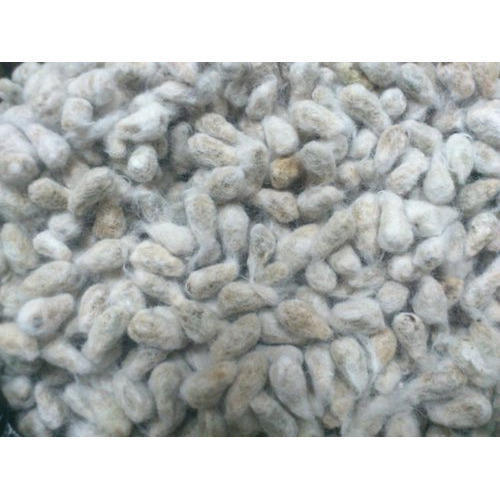 Refined Organic Cotton Seeds, for Agriculture, Color : White