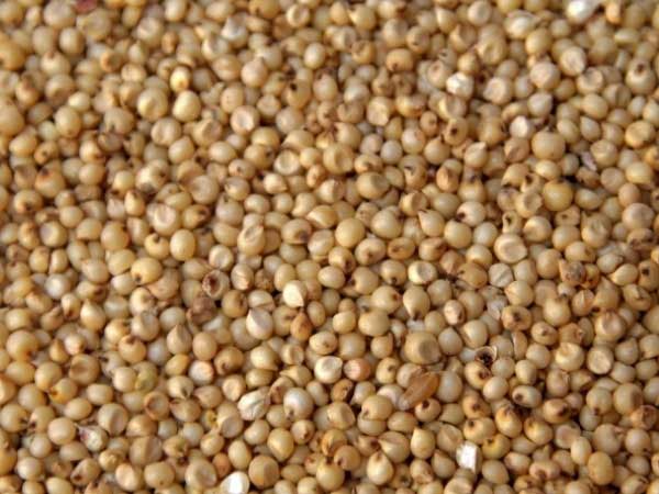 jowar seeds