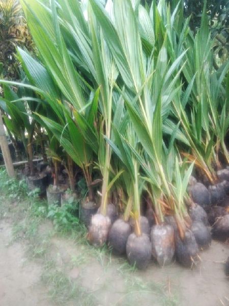 Dwarf coconut plant's