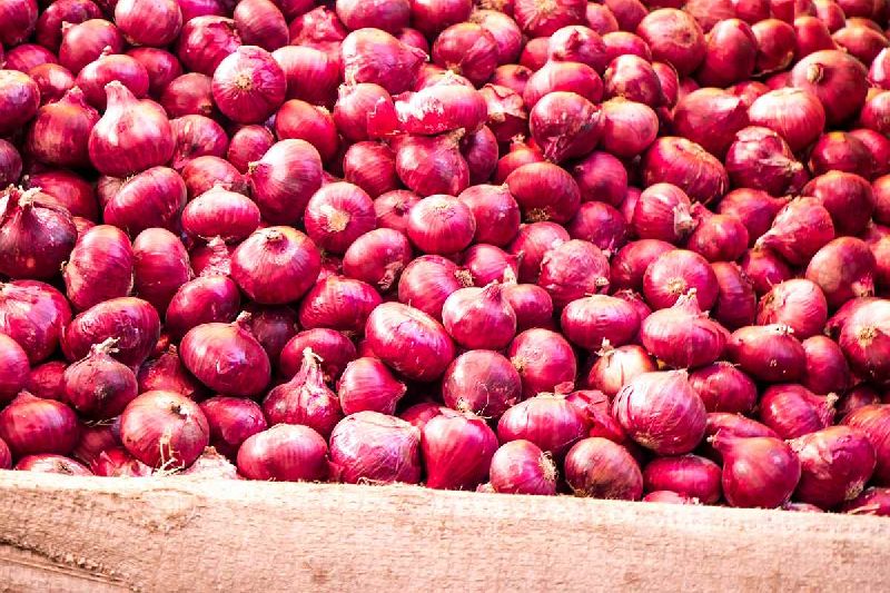 Organic fresh red onion