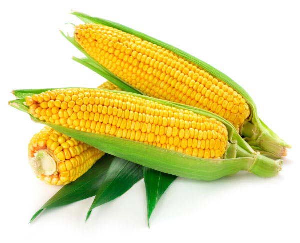 Organic Fresh Yellow Corn, for Cattle Feed, Human Food, Making Popcorn, Packaging Type : Jute Bags