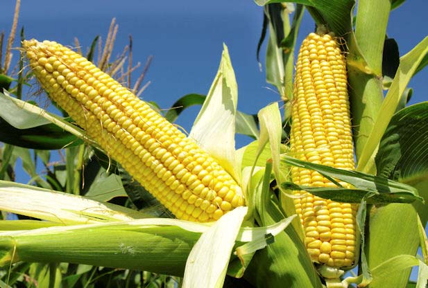 Organic Fresh Yellow Maize, for Bio-fuel Application, Cattle Feed, Human Food, Making Popcorn, Packaging Type : Jute Bags