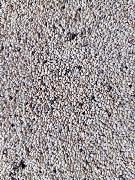 Organic white sesame seeds, for Agricultural, Making Oil, Packaging Type : Gunny Bag, Pastic Packet