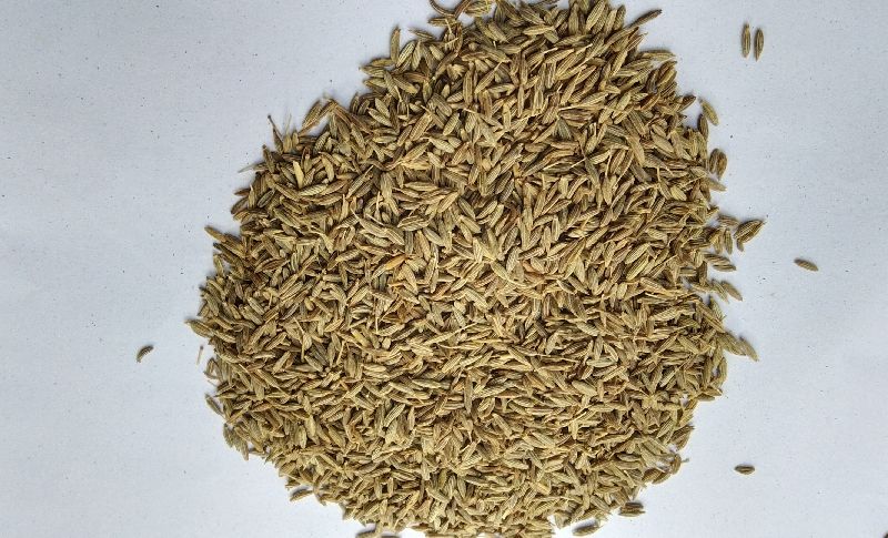 Raw Common cumin seeds, for Cooking, Packaging Type : Plastic Packet