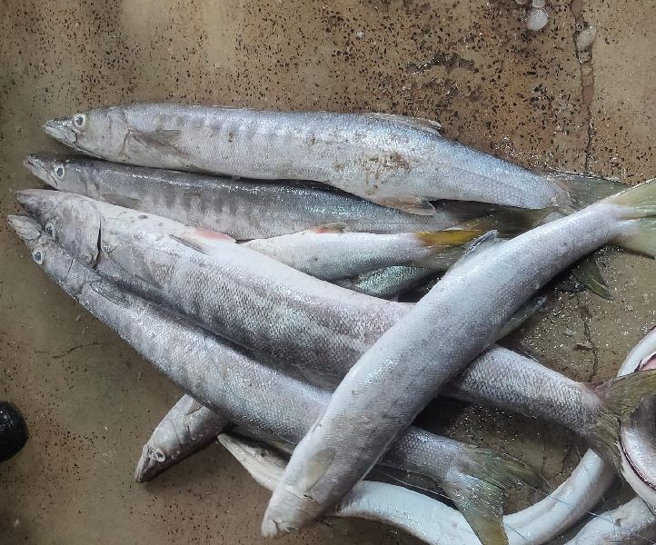 Baracuda Fish, for Restaurants, Style : Fresh