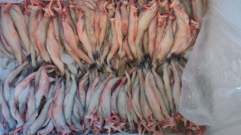 bombay duck fish, for Household, Mess, Restaurants, Style : Fresh at Rs ...