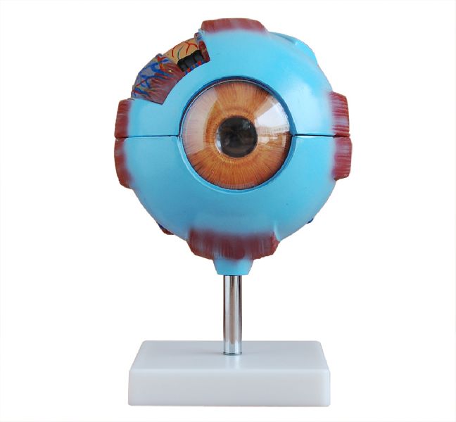 XC-316 Giant Eye Model, Color : Multi Color by BIOLAB INDIA from ...