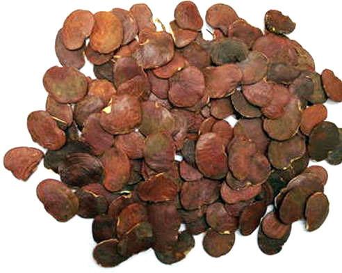 Palash Seed