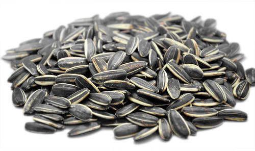 Organic sunflower seeds, for Agriculture, Style : Natural