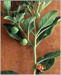 Ashwagandha