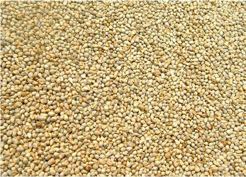 Bajra Seed, for Agriculture, Packaging Type : Bag