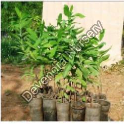 Chandan Tree, for Medicine, Feature : 100% Eco-friendly