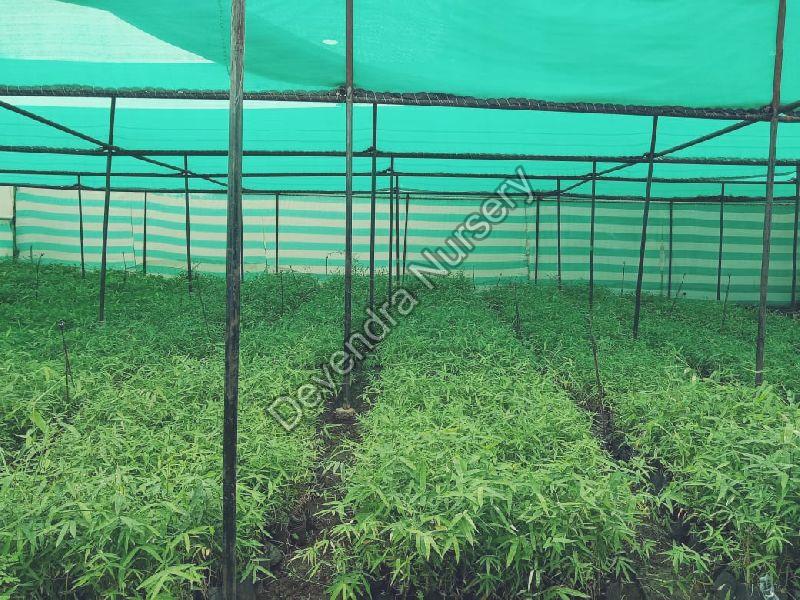 Green Katang Bamboos Plant, Length : 0-10ft, 5.5 To 6 Meters