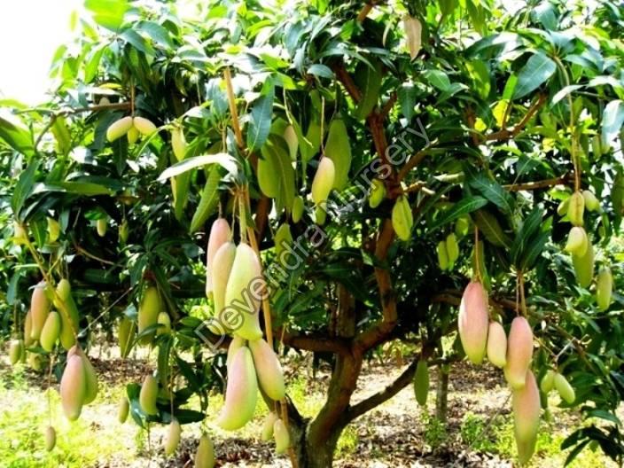 Natural Green Mango Plants
