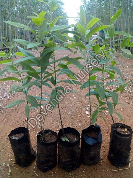 White Sandalwood Plant, for Medicinal Purpose