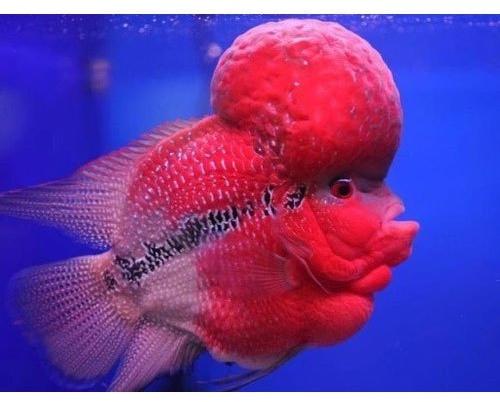 Flower Horn Fish, Color : Red