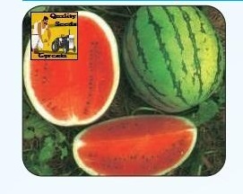 F1 Melody Watermelon Seeds