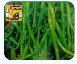 F1 Namrata Green Chilli Seeds